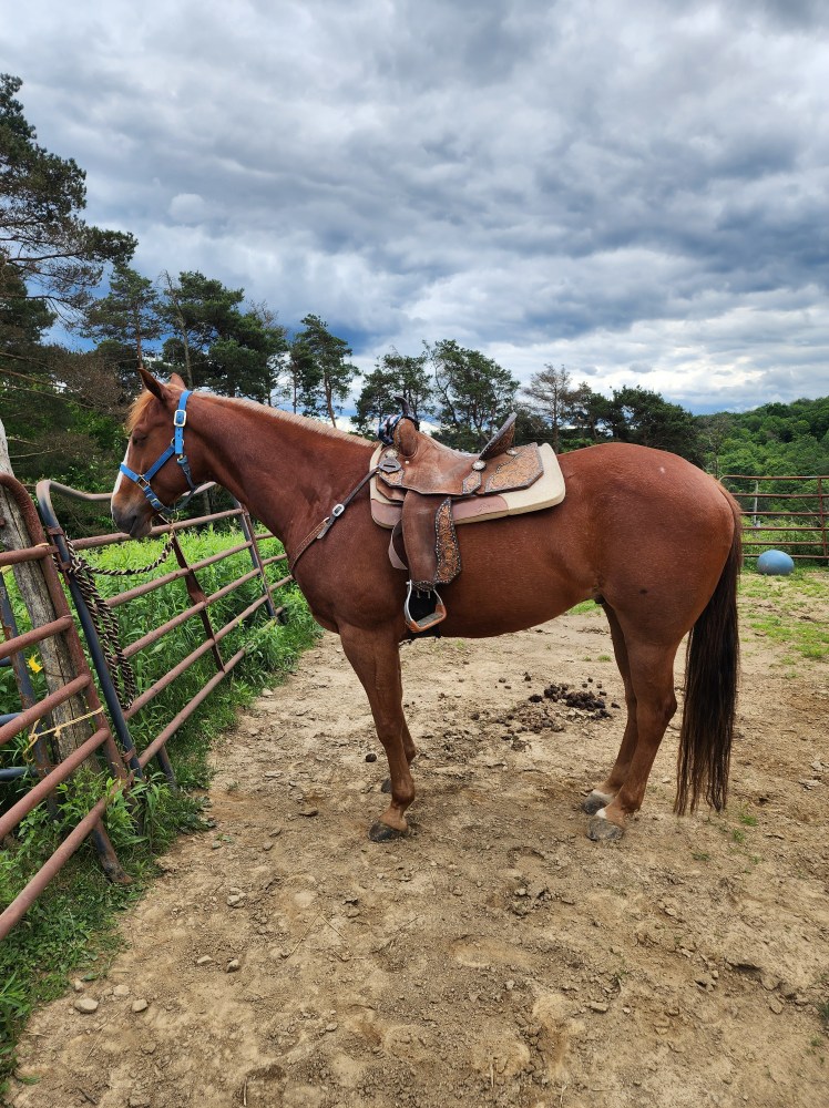 Comic 3: The Tiny&nbsp;Saddle