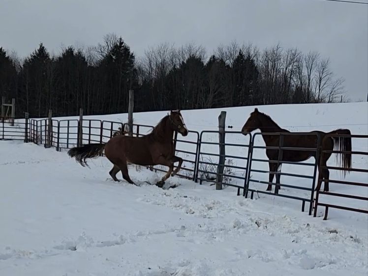 Comic 5: Snow&nbsp;Day